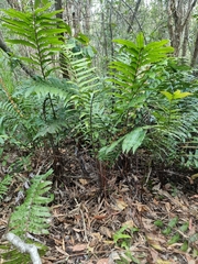 Blechnum camfieldii