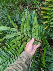 Blechnum camfieldii