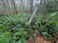 Blechnum camfieldii