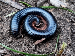 Archispirostreptus syriacus