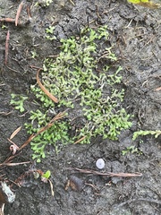 Riccia huebeneriana