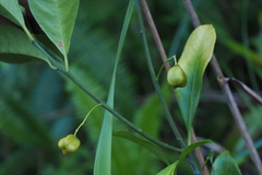 Euonymus laxiflorus