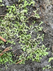 Riccia huebeneriana