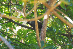 Pterorhinus chinensis