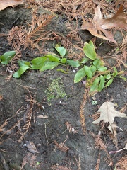Riccia huebeneriana