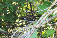 Pterorhinus chinensis