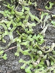 Riccia huebeneriana