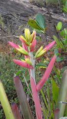 Aechmea aquilega