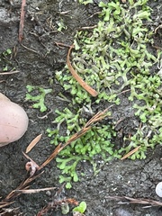 Riccia huebeneriana