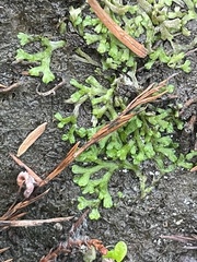 Riccia huebeneriana