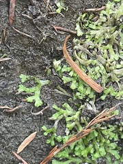 Riccia huebeneriana