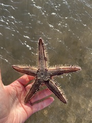 Astropecten polyacanthus