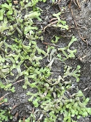 Riccia huebeneriana