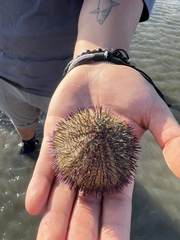 Echinoidea
