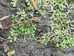 Riccia huebeneriana