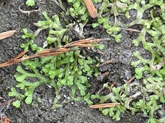 Riccia huebeneriana