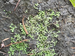 Riccia huebeneriana