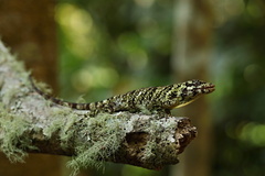 Anolis petersii