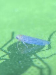 Chlorotettix necopinus