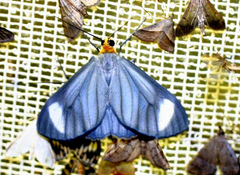 Crocypus perlucidaria