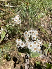 Anaphalis nepalensis