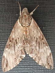 Psilogramma