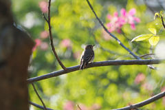 Muscicapa dauurica
