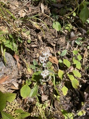 Anaphalis nepalensis