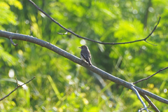 Muscicapa dauurica