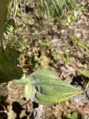 Anaphalis nepalensis