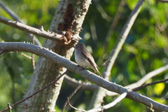 Muscicapa dauurica