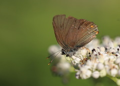 Satyrium ilicis