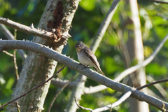 Muscicapa dauurica