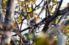 Cercotrichas barbata