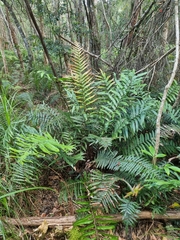 Blechnum camfieldii
