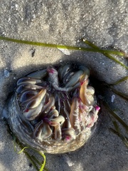 Macrodactyla doreensis