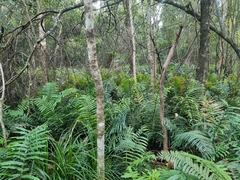 Blechnum camfieldii