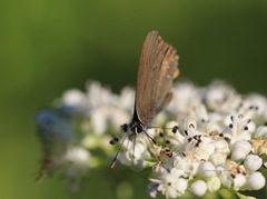 Satyrium ilicis