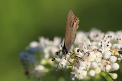Satyrium ilicis