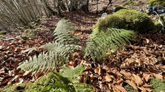 Polystichum setiferum