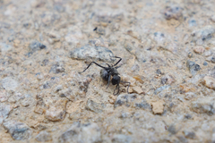 Polyrhachis dives