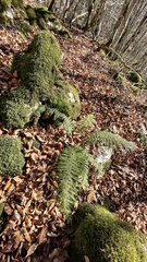 Polystichum setiferum
