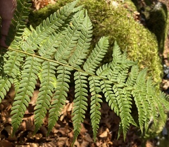 Polystichum setiferum
