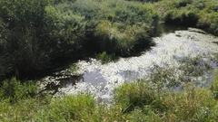 Potamogeton natans
