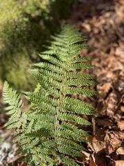 Polystichum setiferum