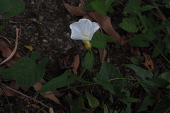 Convolvuloideae