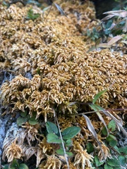 Subsecunda