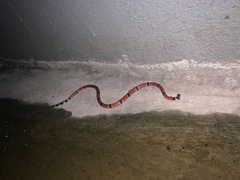 Micrurus corallinus