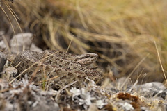 Crotalus triseriatus