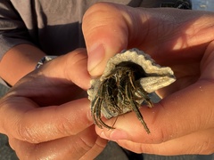 Clibanarius taeniatus